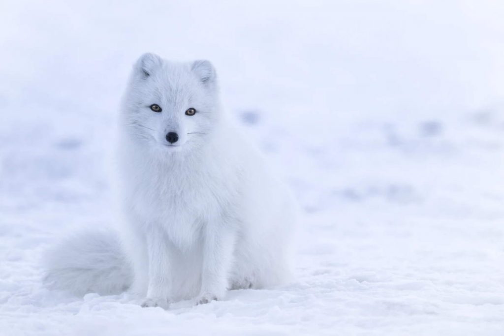 Fox facts: Arctic fox