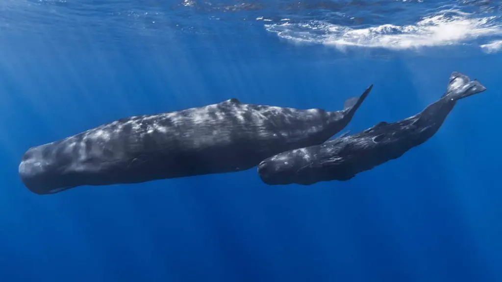 A mother sperm whale and her calf