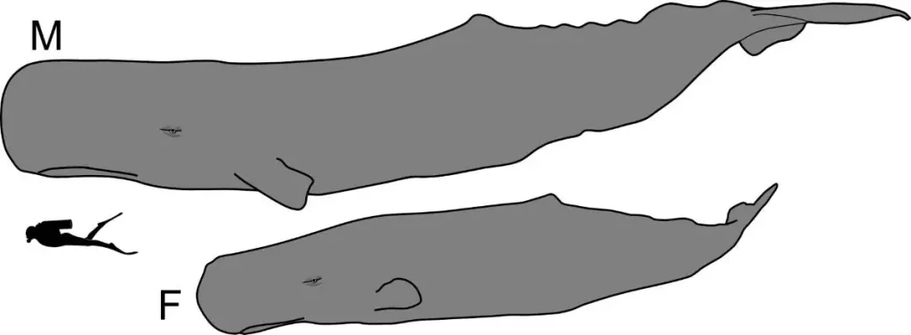 Sperm Whale facts: They are the largest toothed whales in the world's oceans. Image: Sperm Whale and human size comparison