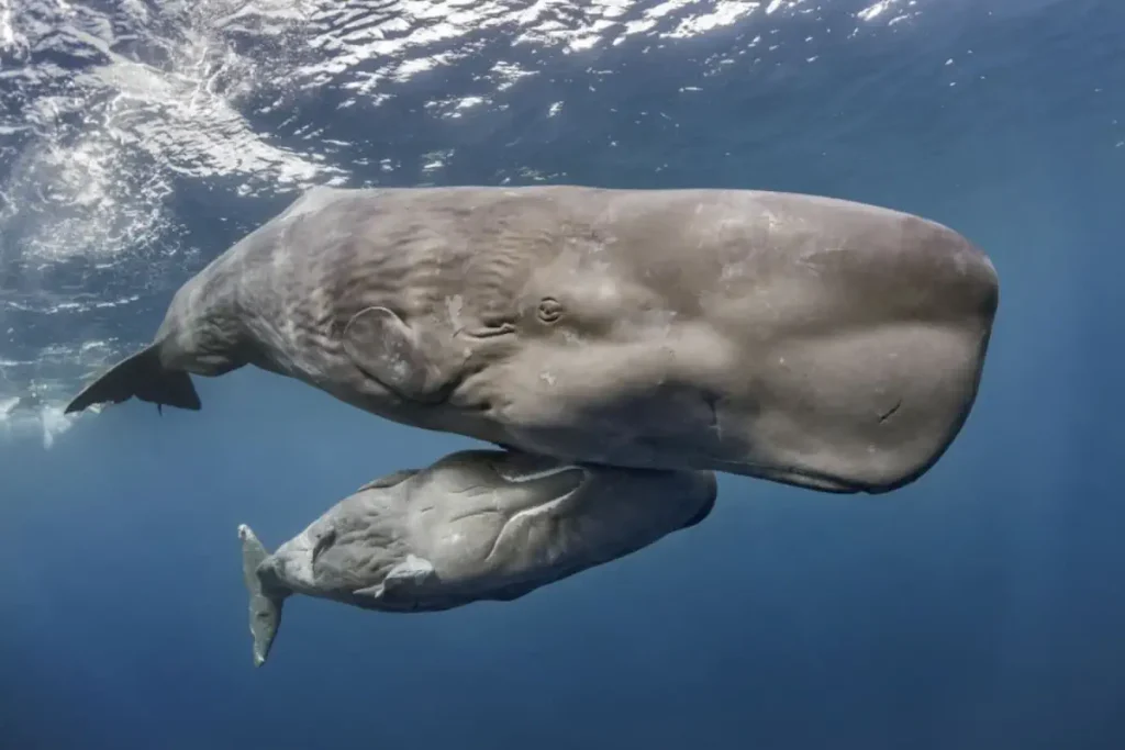 Sperm whale facts: they have the largest heads in all animals. Shown in this photo a sperm whale and her calf