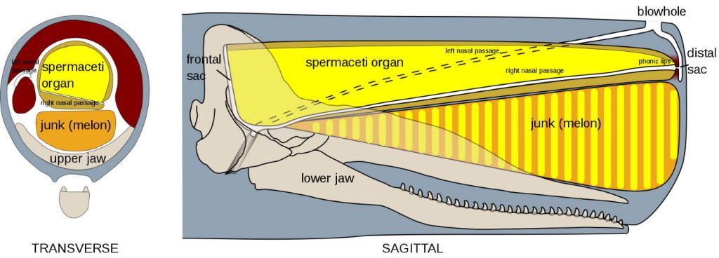 Anatomy of the sperm whale head