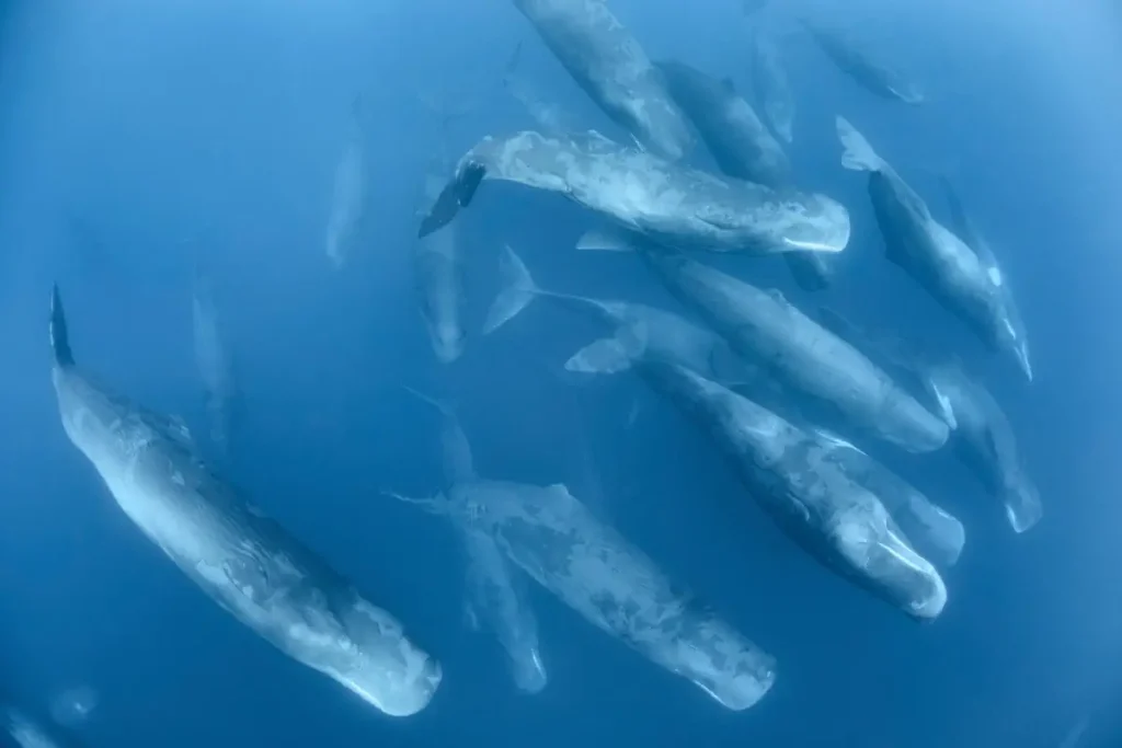 Sperm Whale facts: image of a large super-pod of sperm whales, showing multiple individuals swimming together in a coordinated group. The image highlights their social behavior as they gather for protection and interaction, with the whales positioned close to one another in the deep blue ocean.