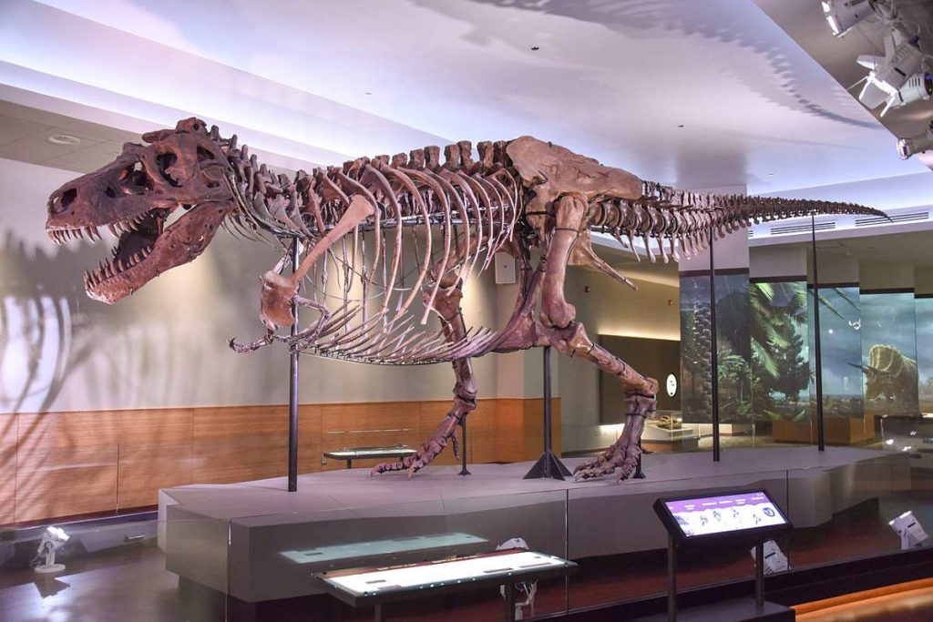 Why Dinosaurs Continue Fascinating Humans: Sue the Tyrannosaurus rex