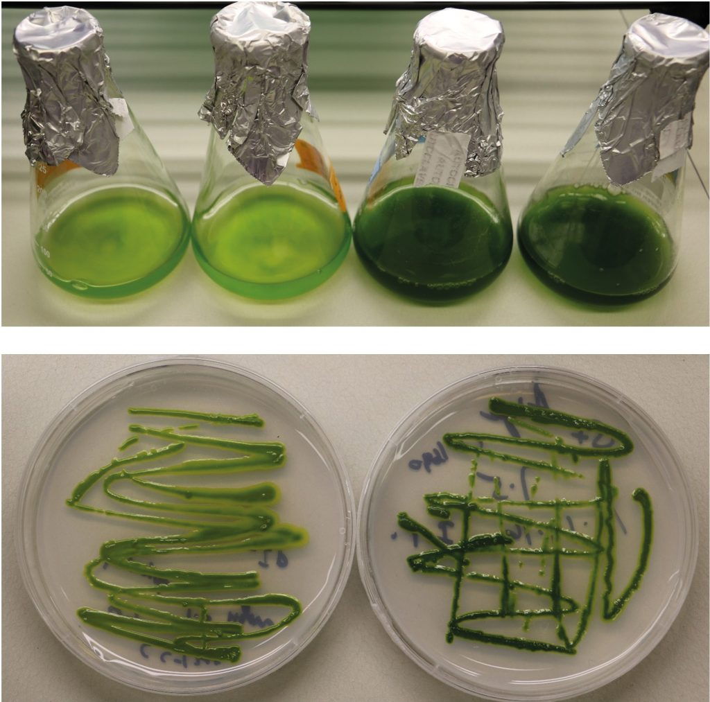 Creating power foods with gene technology: Green algae