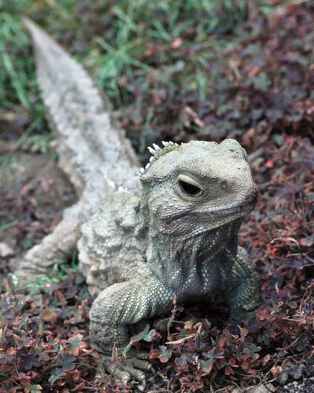 Longest-living animals: Henry the Tuatara