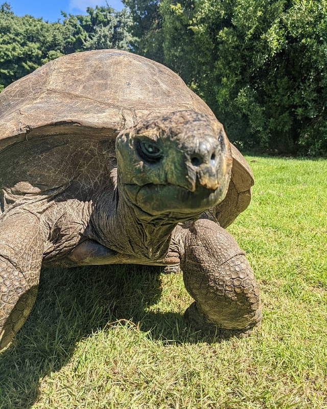 Longest living animals: Jonathan the tortoise