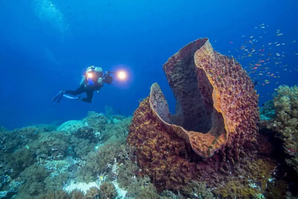 Longest-living animals:  sponge