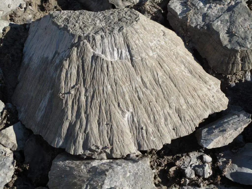 A shatter cone