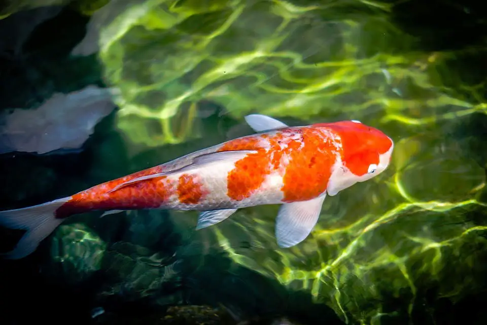 Koi fish