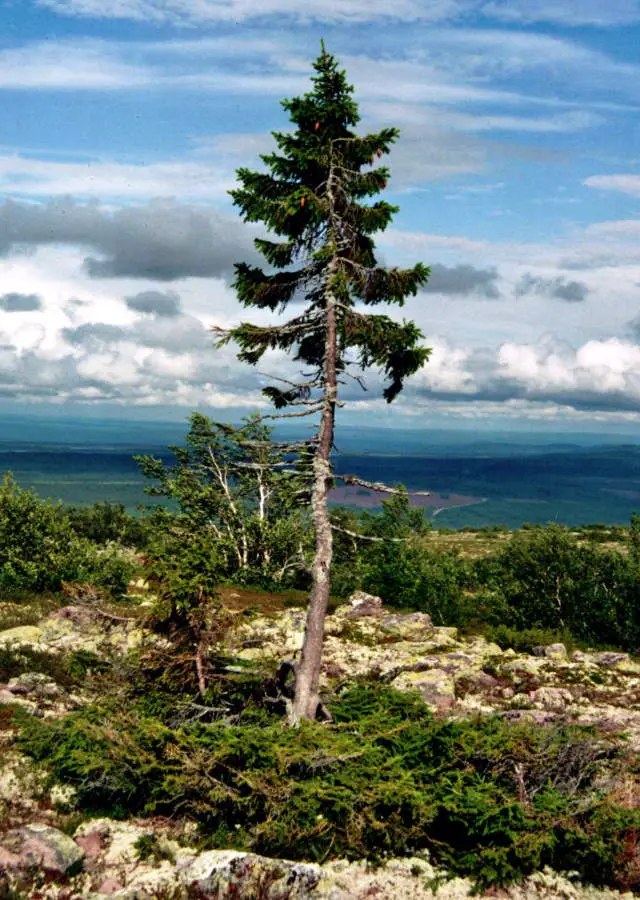 The oldest trees in the world: Old Tjikko