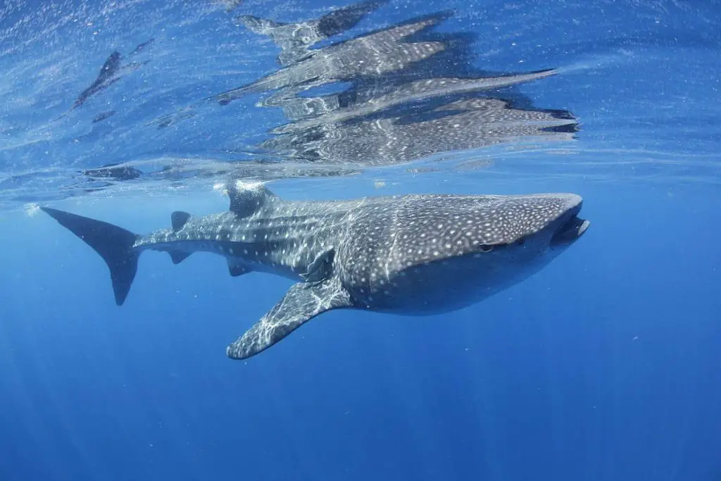 Whale shark