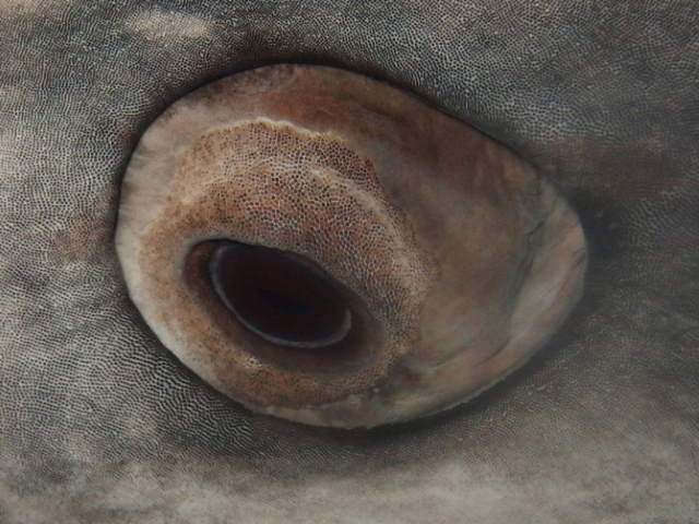 Whale shark eyeball denticles