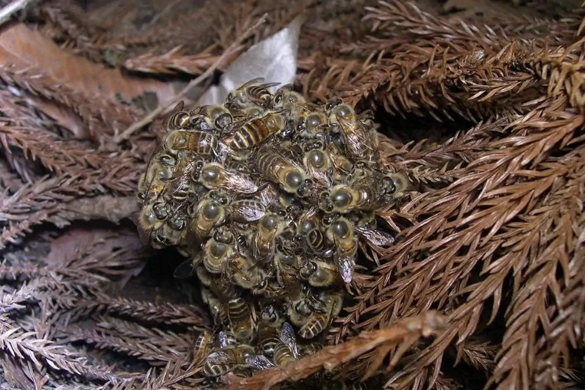 Japanese Honeybee thermal defence against Japanese giant hornet