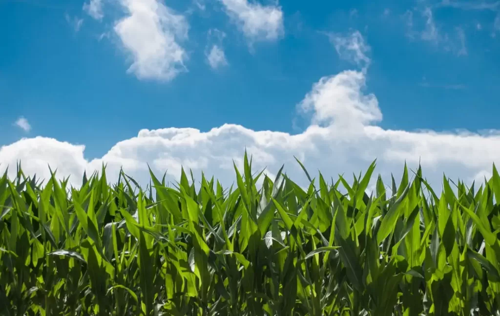 We need to reduce the risk of waste in the food industry: GMO corn field