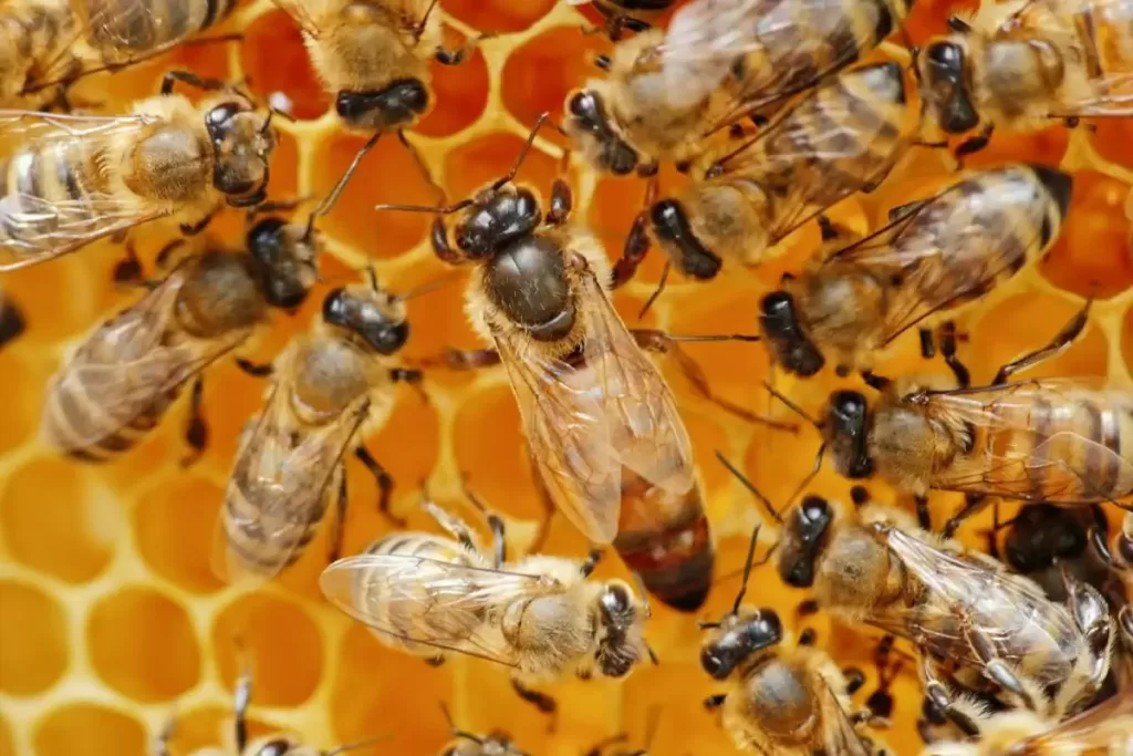Competition and Cooperation in Evolution: Honeybees