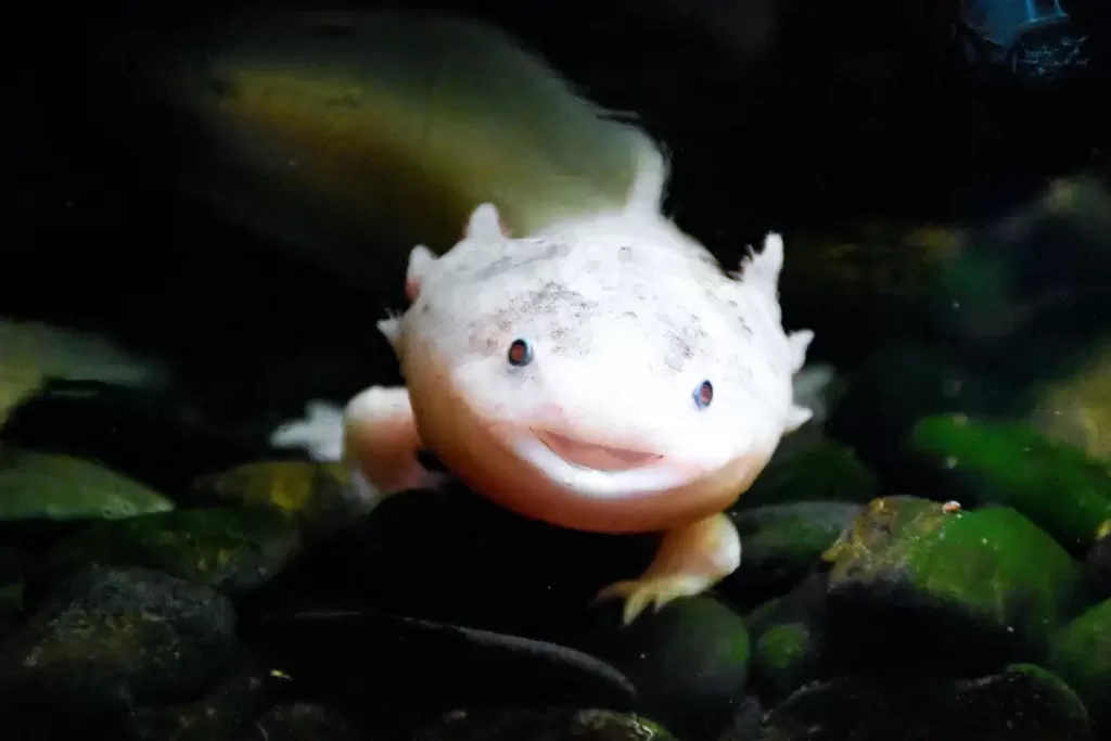 Axolotl facts