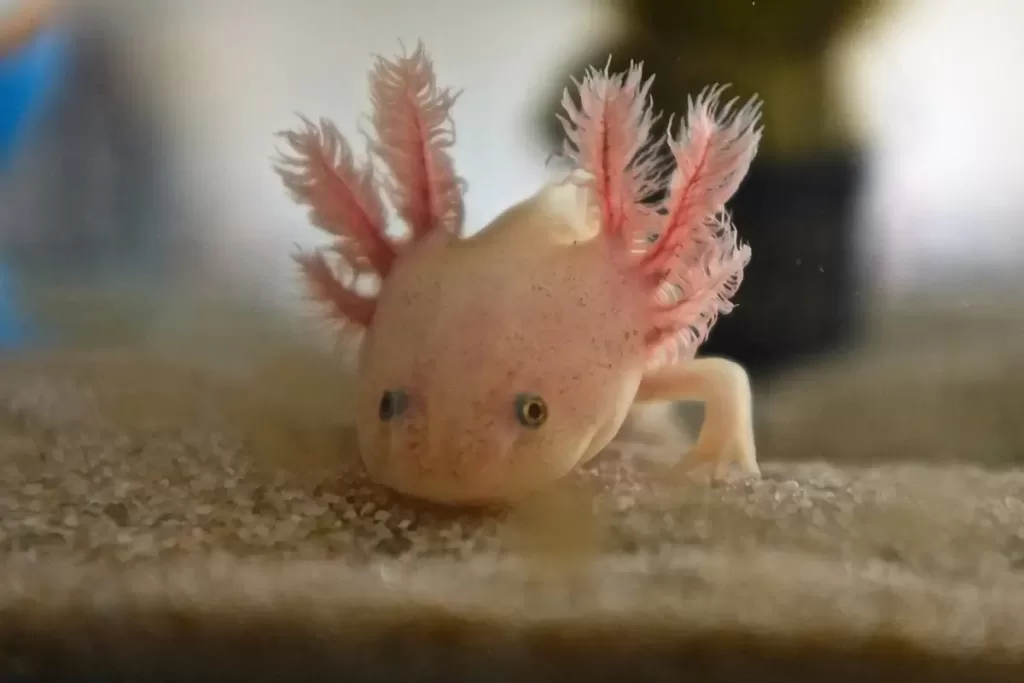 Axolotl facts