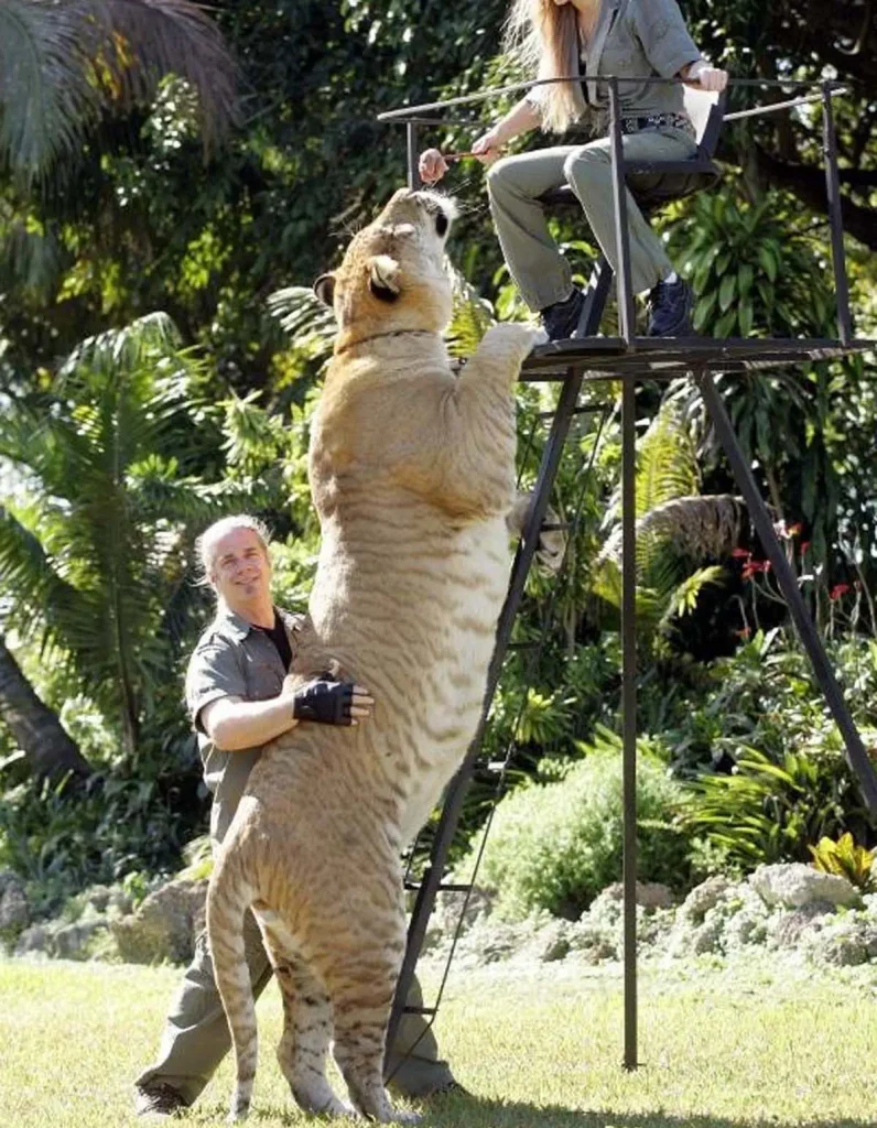 Hercules the liger