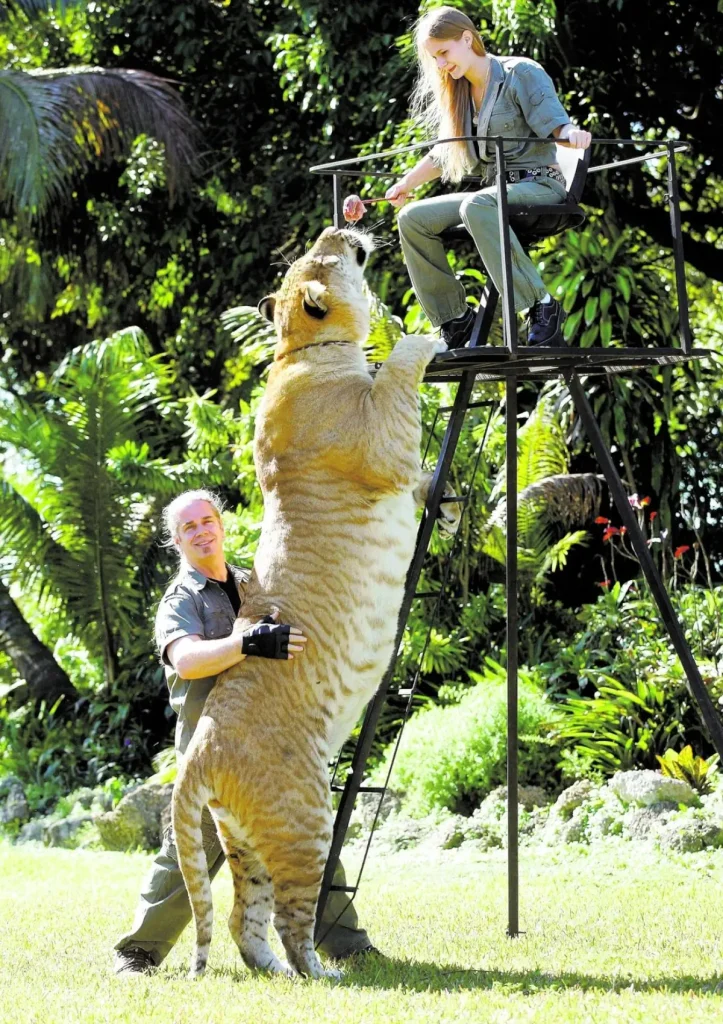 Hercules the liger