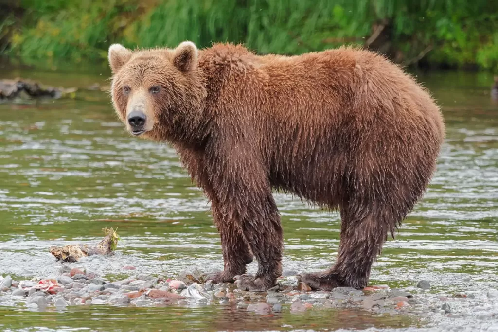 Kamchatka brown bear