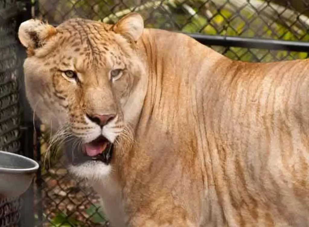 Hybrid Big Cats [ligers Tigons And More With Photos And Videos ] Our Planet