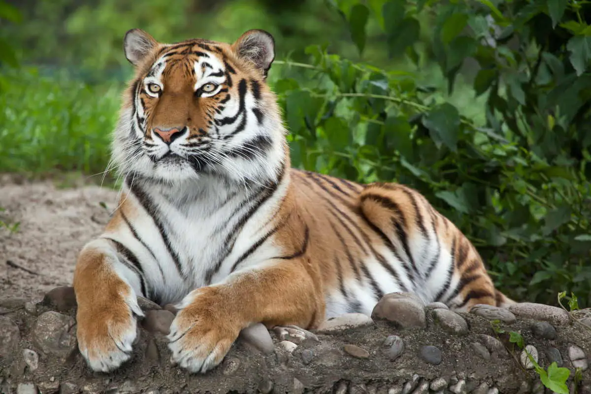 A Siberian tiger (Amur tiger)