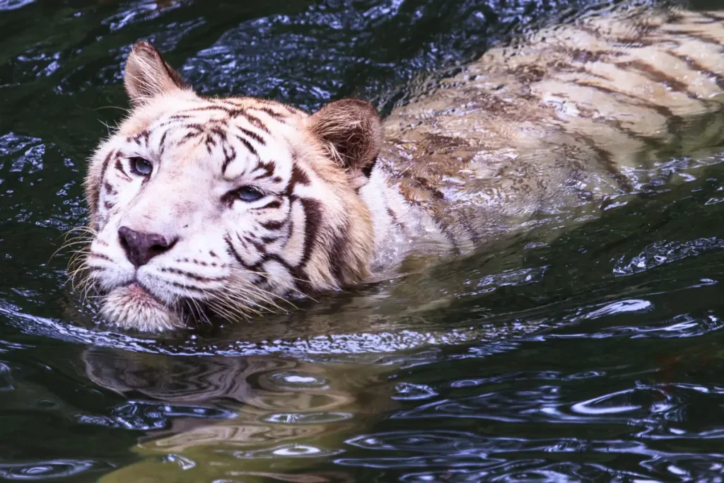 Tiger facts: A swimming white tiger