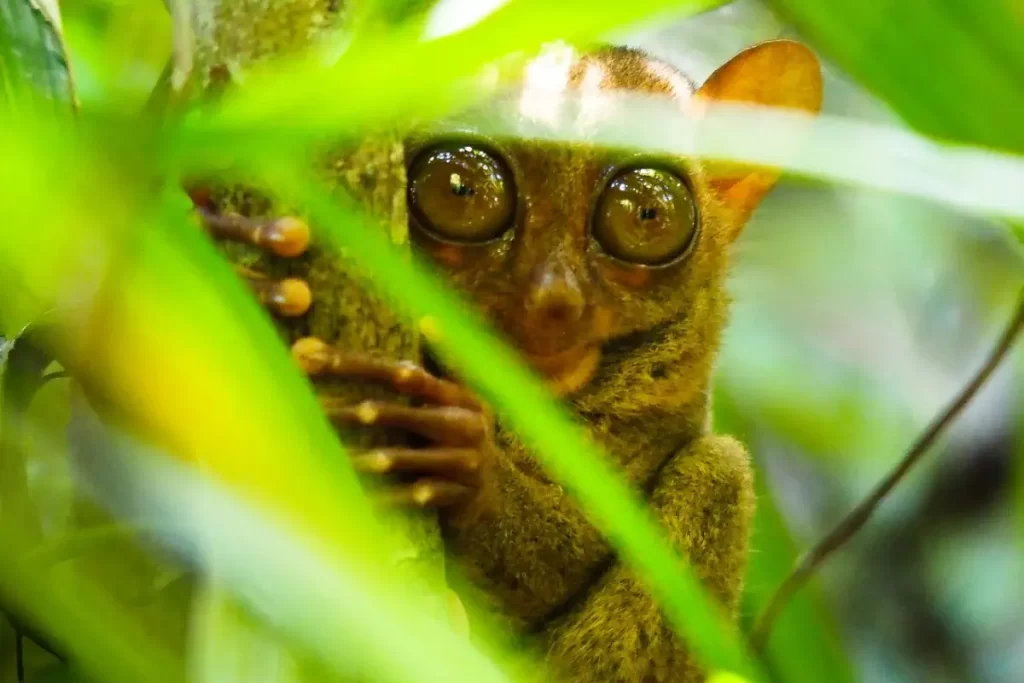 Tarsier facts: they have bg eyes