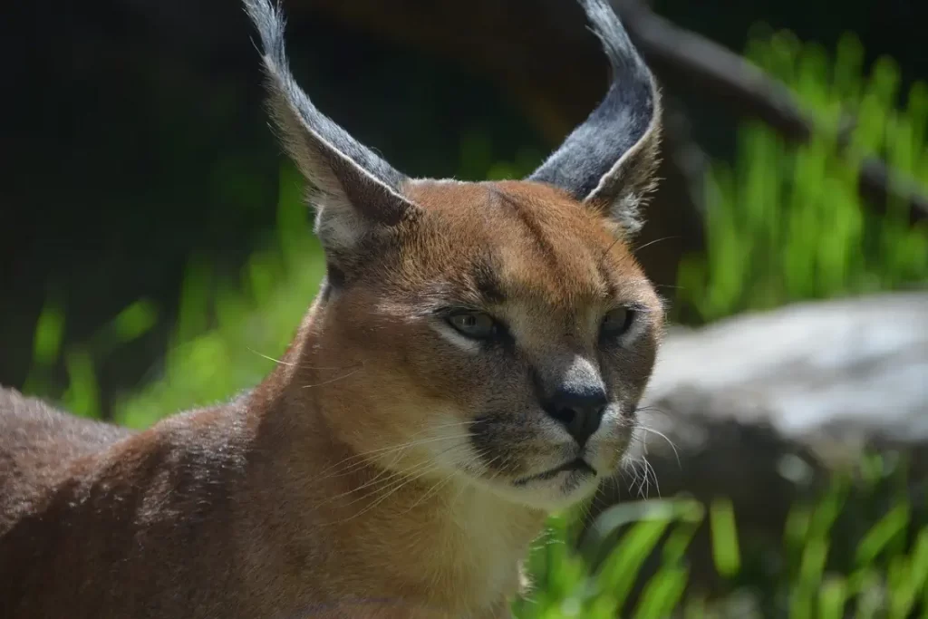 Caracal facts - ears