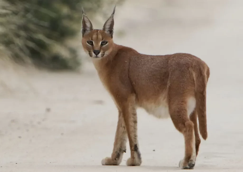 Caracal on the road, early morning in Kgalagadi Transfrontier Park