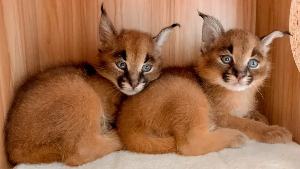 Caracal kittens