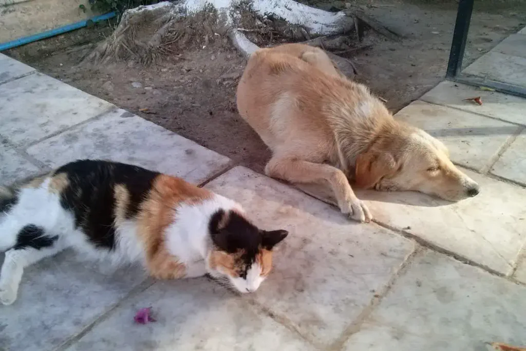 Interspecies friendships: A stray cat and a stray dog sleeping together in Bodrum, Turkey.