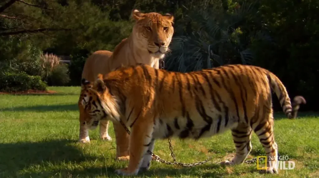 A liger near a full-grown Bengal tiger