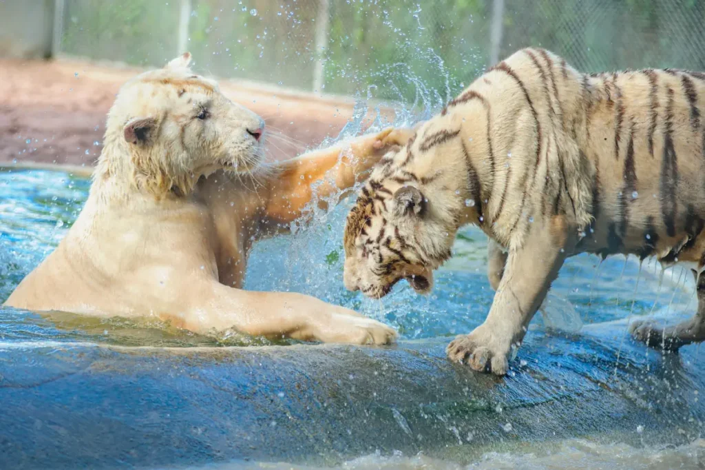 A liger and a tiger playing in water