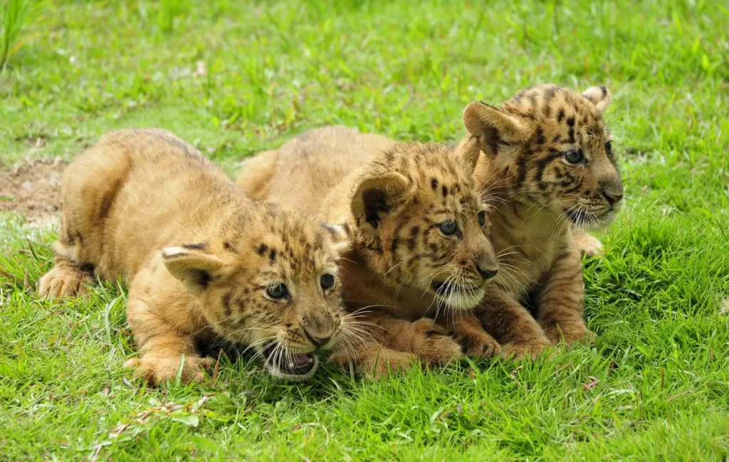 Newborn triplet liger cubs