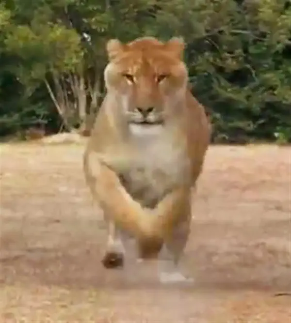 Running liger