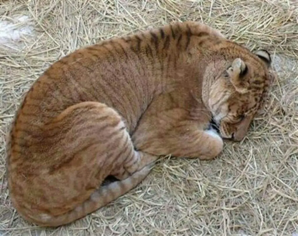 A sleeping liger cub