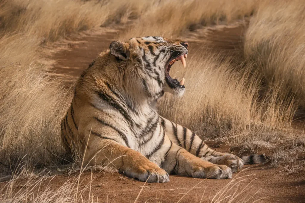 An open-mouth growling tiger