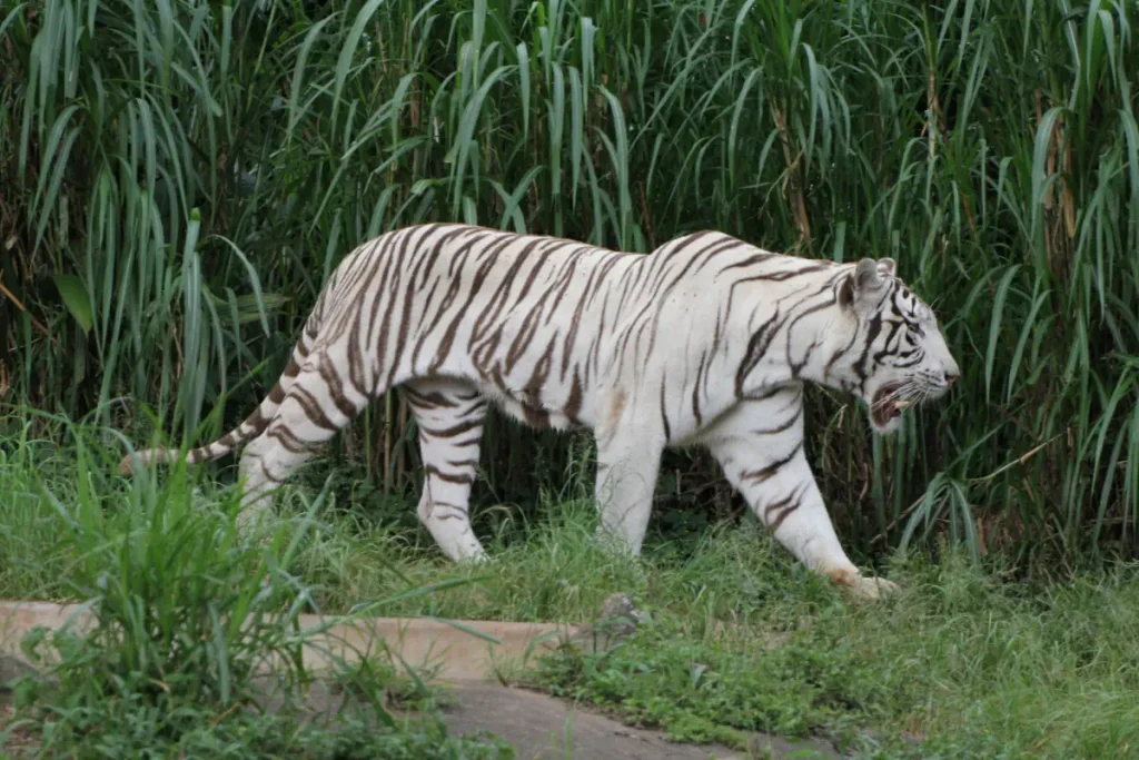 A white tiger