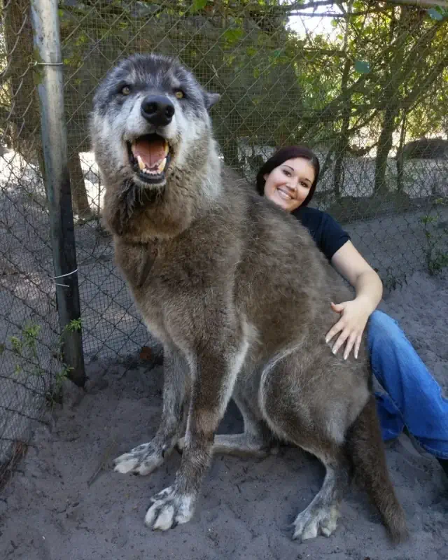 Forced perspective examples: Yuki the wolfdog