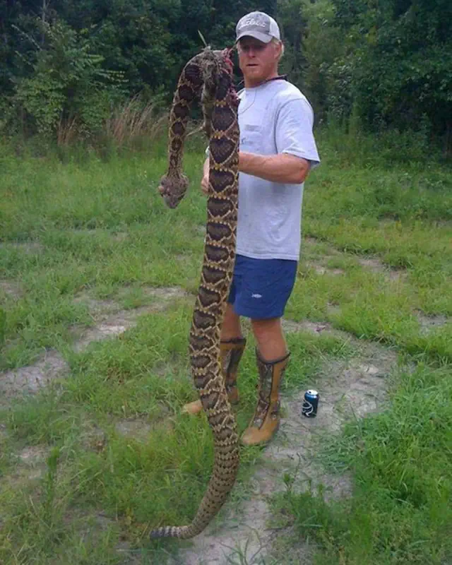 Forced perspective examples: A giant dead rattlesnake