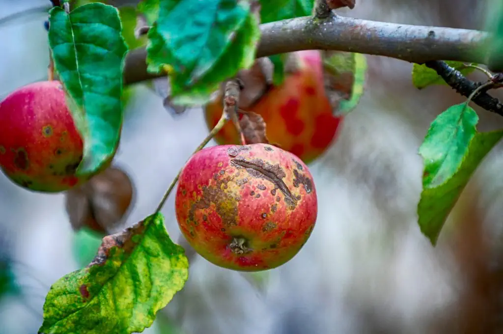 Sustainable Pesticide Use with Intelligent Spraying - Apple infected with Venturia inaequalis fungus