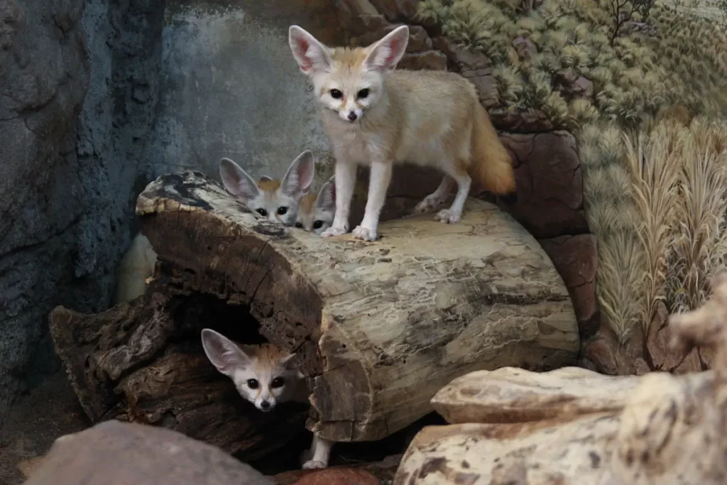 Fennec Fox Family