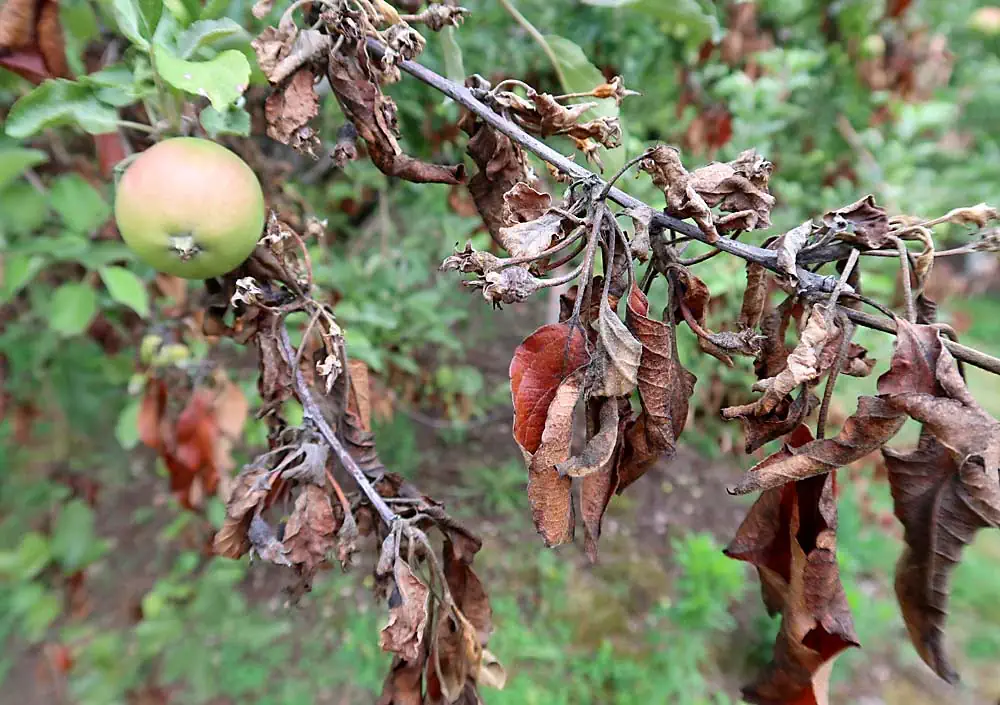 Fire blight on apple