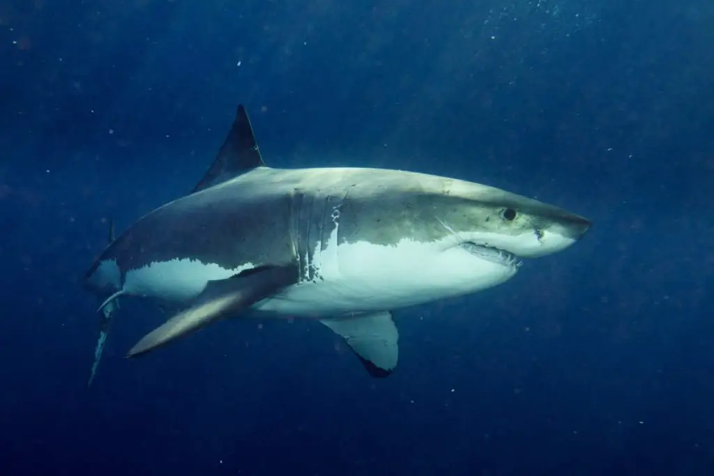 Great White Shark