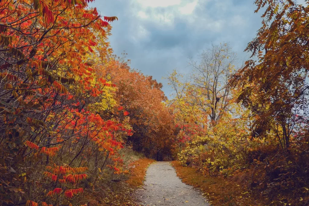 A forest in autumn