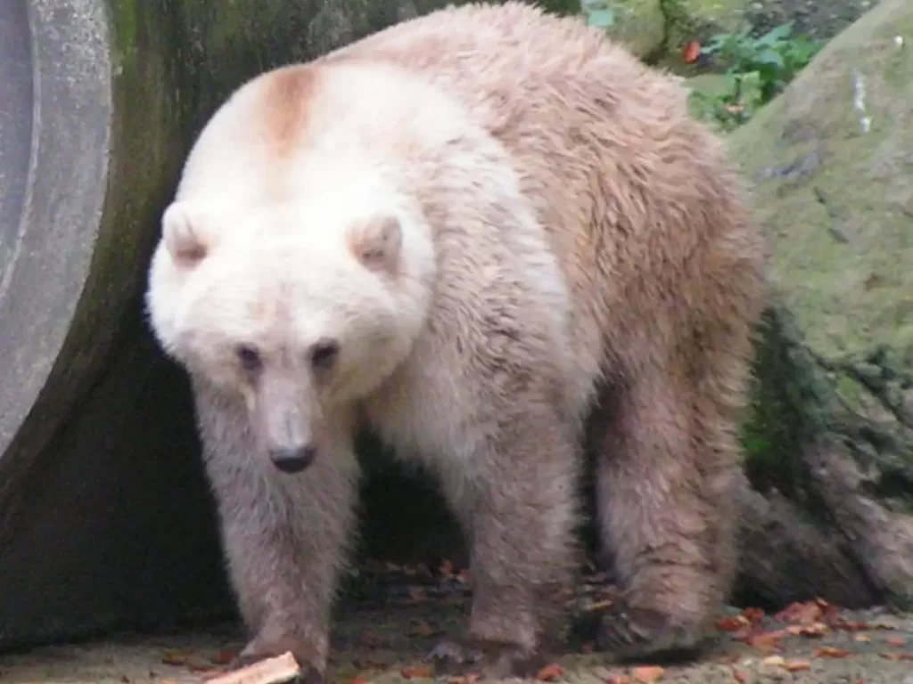 A pizzly bear (polar/brown bear hybrid)