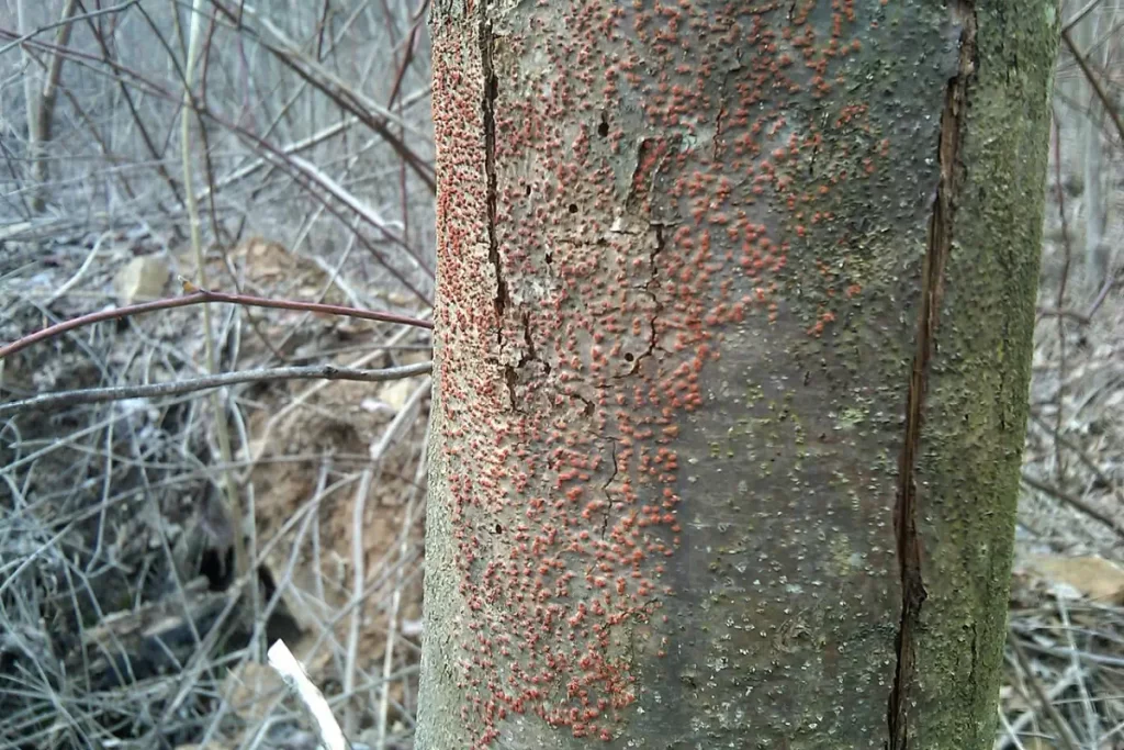 Chestnut blight