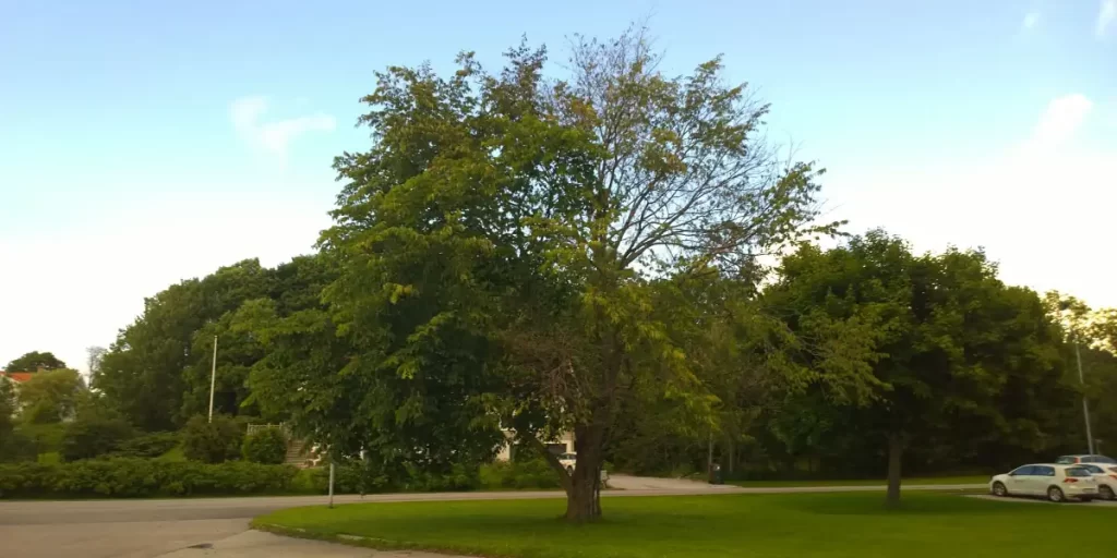 Dutch elm disease