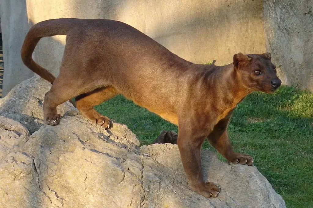 Fossa (Cryptoprocta ferox)